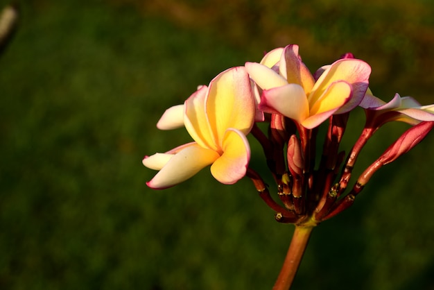 blühende Blume und grünes Blatt mit hellem Himmel.