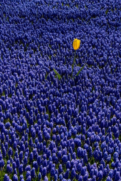 Blühende Blumen als Hintergrund