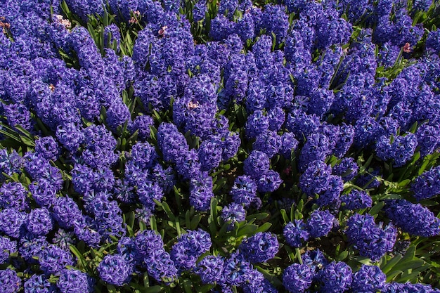 Blühende Blumen als Hintergrund