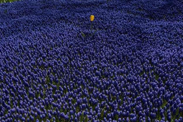 Blühende Blumen als Hintergrund