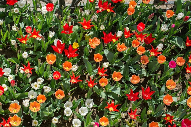 Blühende Blumen als Hintergrund