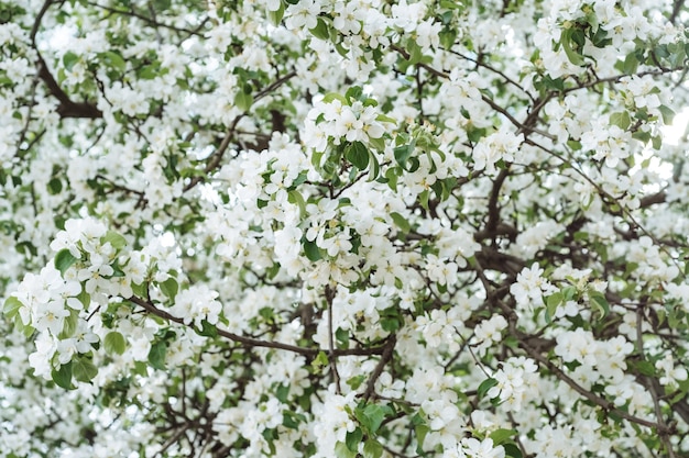 Blühende Blumen auf dem Apfelbaum