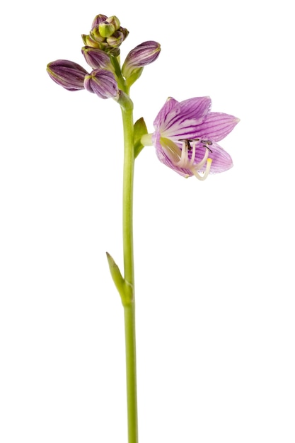 Blühende Blumen auf einer weißen Fläche