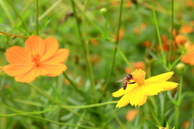 Blühende Blumen Bienen suchen natürlich nach Futter