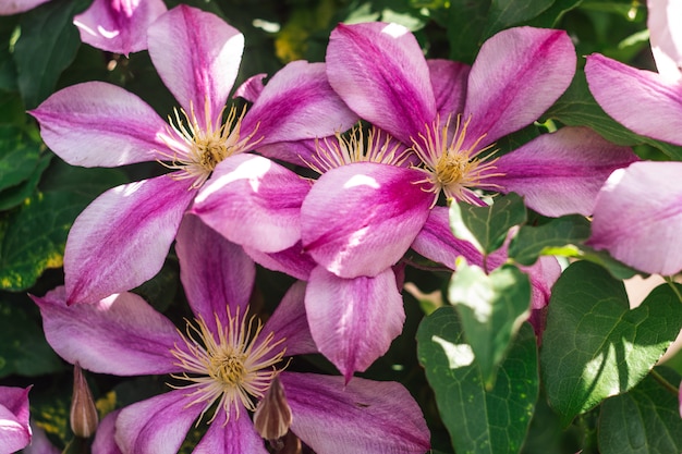 Blühende Blumen der rosa Klematis