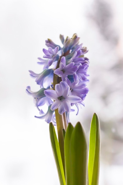 Blühende Blumen der violetten Hyazinthe im Topf