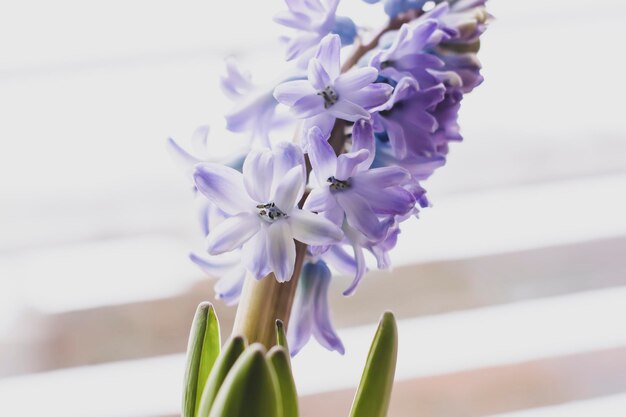 Blühende Blumen der violetten Hyazinthe im Topf