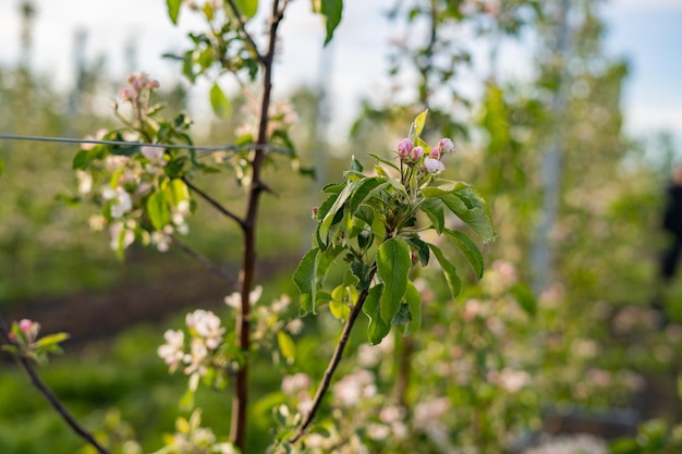 Blühende Blumen des Apfelbaums auf Ästen Nahaufnahme von Apfelblüten mit Unschärfe im Hintergrund