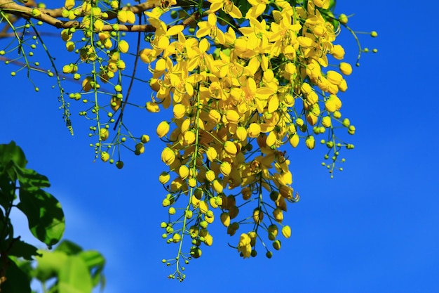 blühende Blumen des Golden Shower TreeGolden Shower SennaIndian LaburnumPudding Pipe Tree