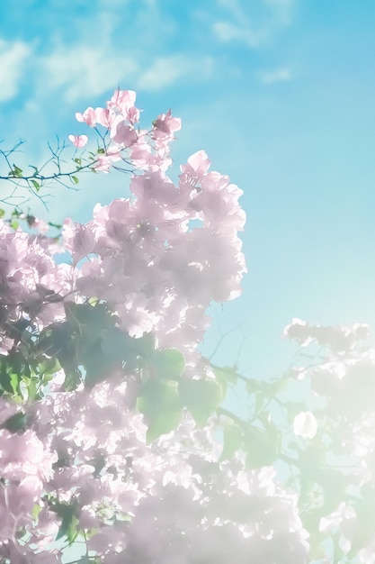 Blühende Blumen des Pastellrosas und blauer Himmel in einem Blumenhintergrund des Traumgartens
