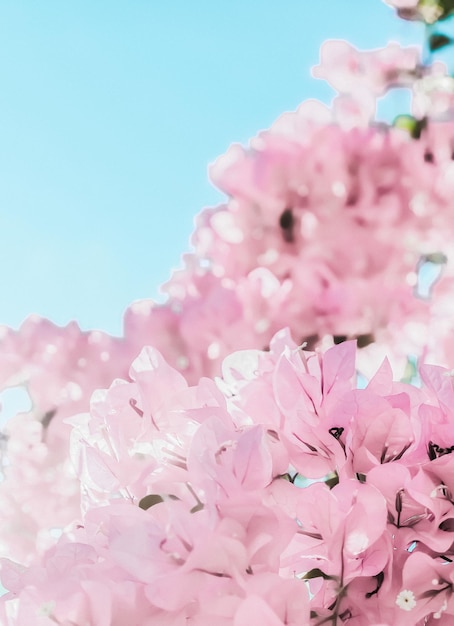 Blühende Blumen des Pastellrosas und blauer Himmel in einem Blumenhintergrund des Traumgartens