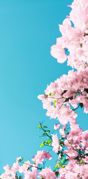 Blühende Blumen des Pastellrosas und blauer Himmel in einem Blumenhintergrund des Traumgartens