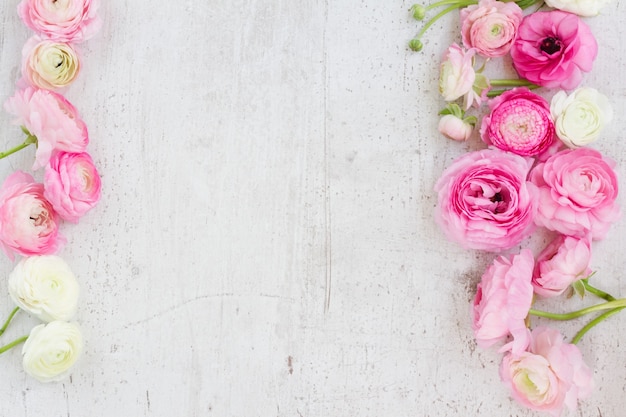 Blühende Blumen des rosa und weißen Ranunkels auf der flachen Laienszene des weißen hölzernen Hintergrunds