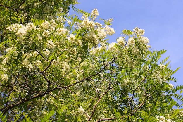 Blühende Blumen des weißen Akazienbaums in einem Park im Frühling.