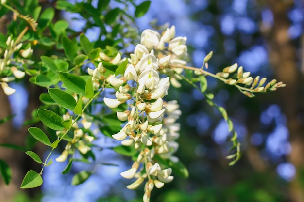 Blühende Blumen des weißen Akazienbaums in einem Park im Frühling.