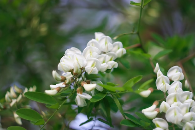 Blühende Blumen des weißen Akazienbaums in einem Park im Frühling.