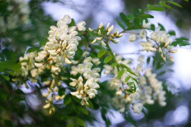 Foto blühende blumen des weißen akazienbaums in einem park im frühling.