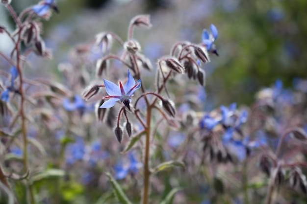 Blühende Blumen ergeben eine florale Hintergrundtextur