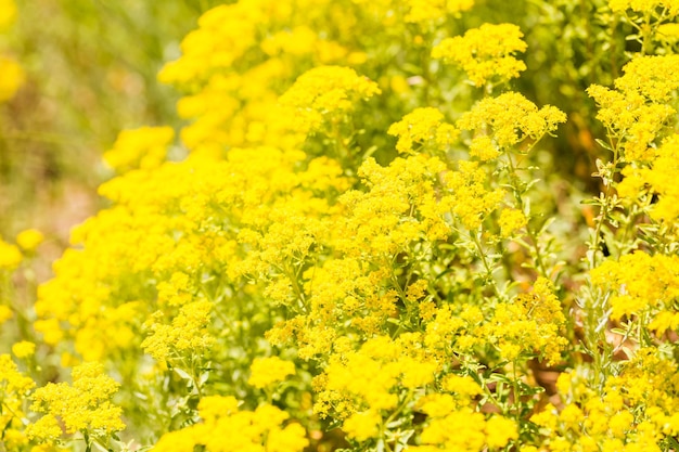 Blühende Blumen im Garten im Frühsommer.