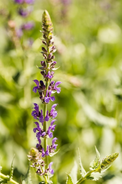 Blühende Blumen im Garten im Frühsommer.