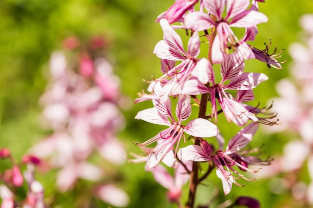 Blühende Blumen im Garten im Frühsommer.