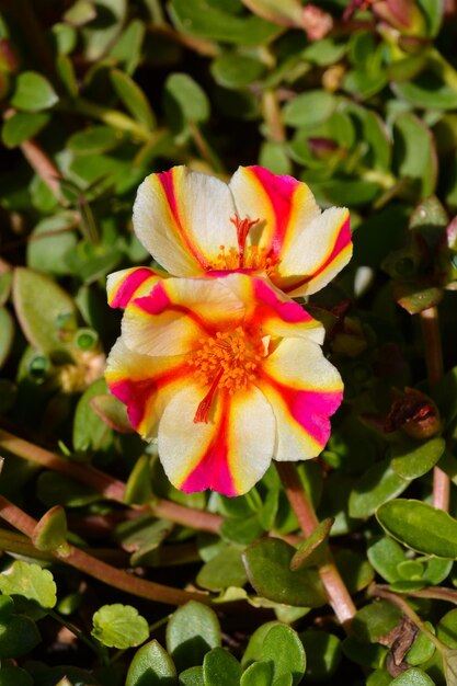 Blühende Blumen im Hintergrund