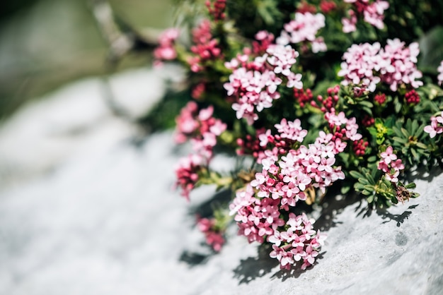 Blühende Blumen immergrüner Strauch mit grünen Blättern