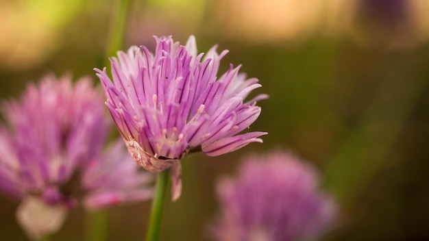 Blühende Blumen in botanischen Gärten.