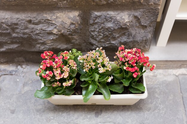 Blühende Blumen in Töpfen auf der Straße, Sommerzeit