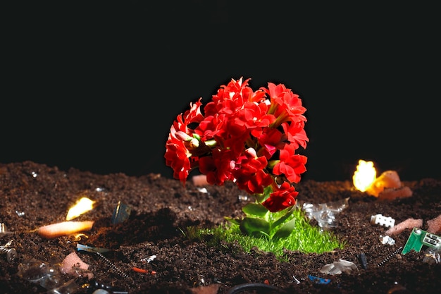 Blühende Blumen und Gras auf verschmutztem Boden auf schwarzem Hintergrund Dump Naturschutzkonzept