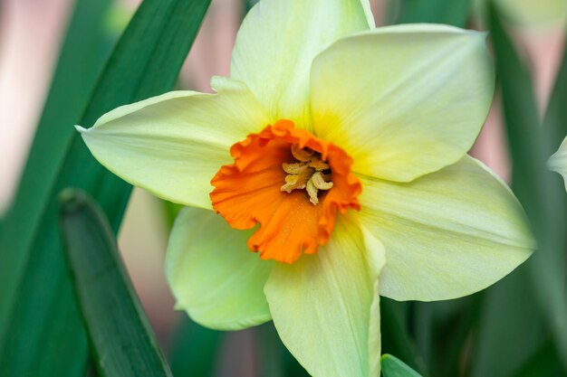 Blühende Blumen von Narzissen im Frühling Makrofotografie Blütengarten Narzissenblüte