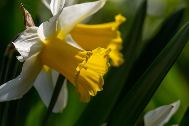 Blühende Blumen von Narzissen im Frühling Makrofotografie Blütengarten Narzissenblüte