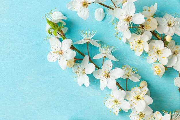 Blühende Blumenkirschblütenzweige auf pastellblauem Hintergrund Flach liegend Frühlingshintergrund