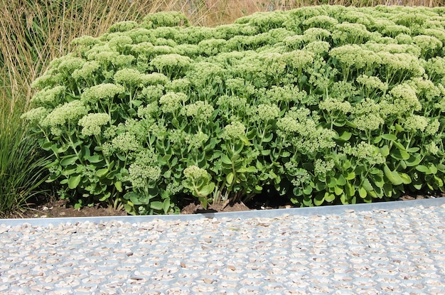 Blühende Blumenpeelings mit selektivem Fokus im Sonnenlicht im Stadtgarten Lat sdum