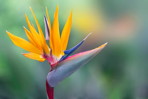 Blühende Blumenpflanze Strelitzia reginae oder Paradiesvogel schöne orangefarbene Blume auf Madeira