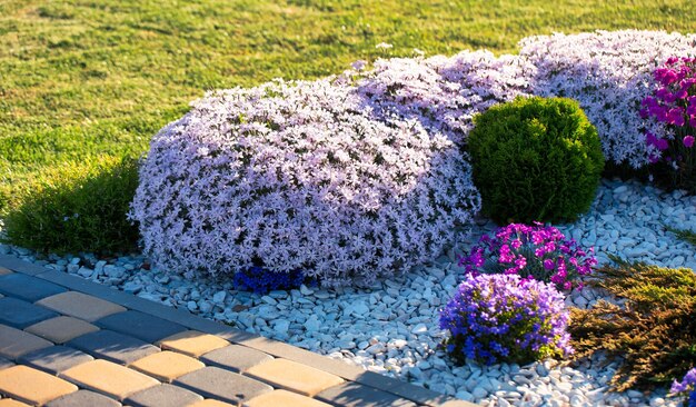 Blühende Bodendecker verbessern das Landschaftsdesign mit Phlox