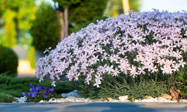 Blühende Bodendecker verbessern das Landschaftsdesign mit Phlox