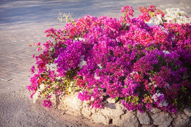 Blühende Bougainvillea exotische Blumen rosa