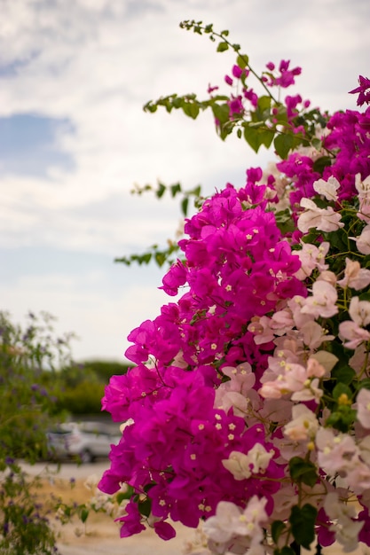 Blühende Bougainvillea. Magenta Bougainvillea Blumen. Bougainvillea-Blumen als Hintergrund.