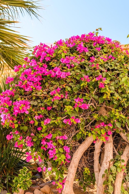 Blühende Bougainvillea-Pflanze, die im Garten wächst