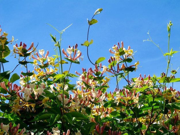 Blühende bunte Blumen am Himmel