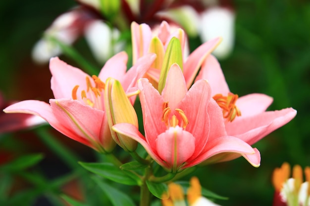 Blühende bunte Blumen der orientalischen Lilie (duftende Lilie), Nahaufnahme der rosa Lilienblumen, die in blühen