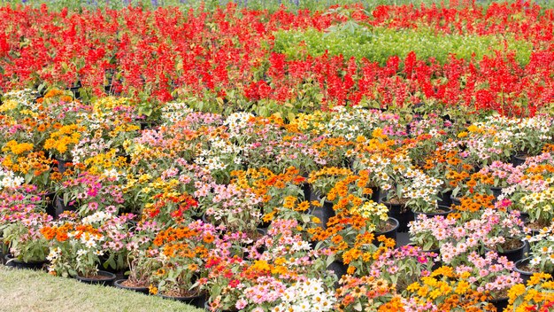 Blühende bunte Blumenbeete im Park.