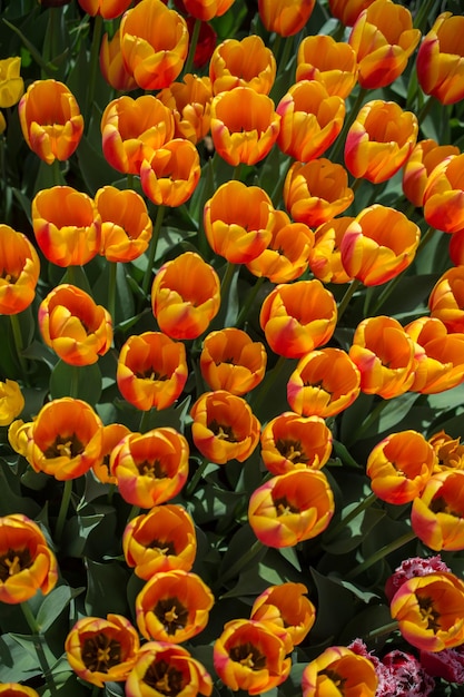 Blühende bunte Tulpenblumen als Blumenhintergrund