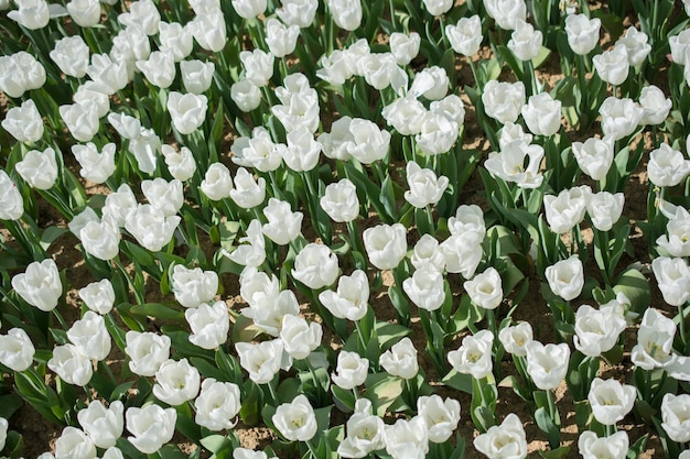 Blühende bunte Tulpenblumen als Blumenhintergrund