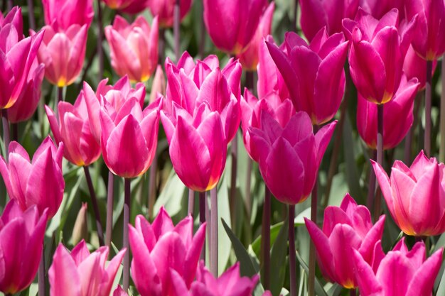 Blühende bunte Tulpenblumen als Blumenhintergrund