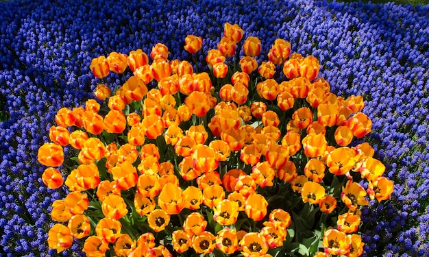 Blühende bunte Tulpenblumen als Blumenhintergrund