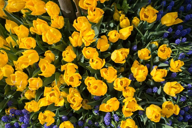 Blühende bunte Tulpenblumen im Garten als floraler Hintergrund