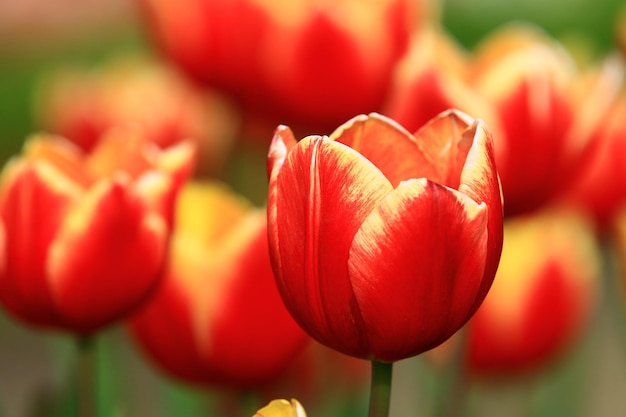 blühende bunte Tulpenblumen