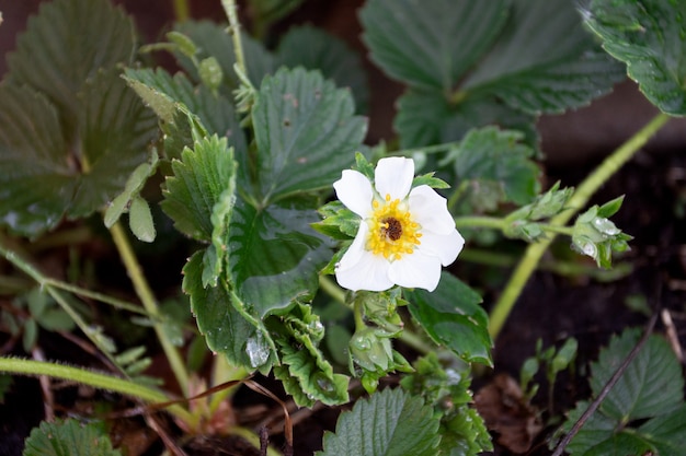 Blühende Buscherdbeere weiße Blume im Garten.